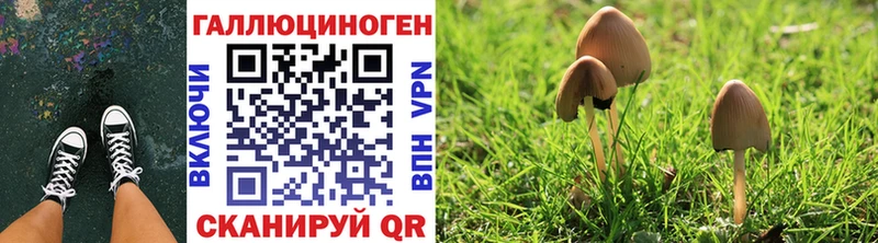 закладка  Новоалександровск  Галлюциногенные грибы Psilocybine cubensis 